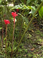 Torch Ginger (etlingera elatior)