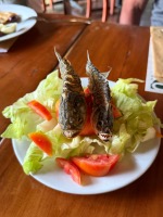 Piranha for lunch