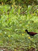 Jacuna (“Jesus bird”)