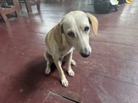 Dog at dock
