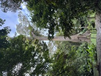 Ceiba tree