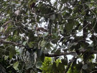 Squirrel monkey