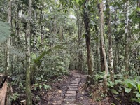 Going to canopy walkways