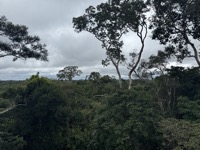 View from canopy walkways