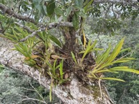 Canopy vegetation