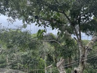 View from canopy walkways