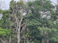 Unknown tree species