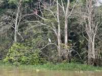 Great egret