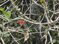 Butterfly.