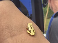 Clown treefrog