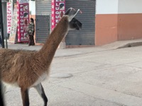 Llama blocking traffic