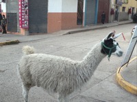 Llama