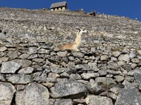 Llama at Machu Picchu