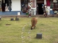 Llama