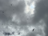 Frigatebirds