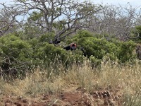 Frigatebird