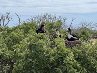 Frigatebirds