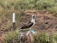 Blue-footed booby