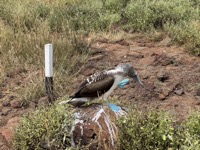 Blue-footed booby