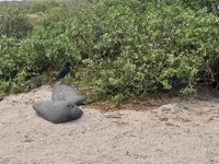 Bird on North Seymour