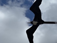 Frigatebird