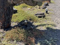 Iguana