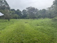 Galápagos giant tortoises