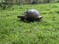 Galápagos giant tortoise