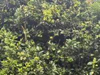 Manzanilla tree