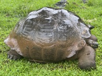 Galápagos giant tortoise