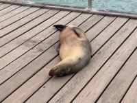 Sea lion