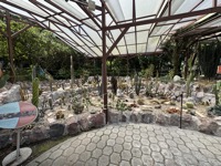 Succulent display