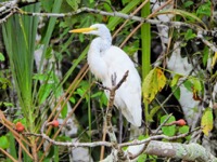 Great egret
